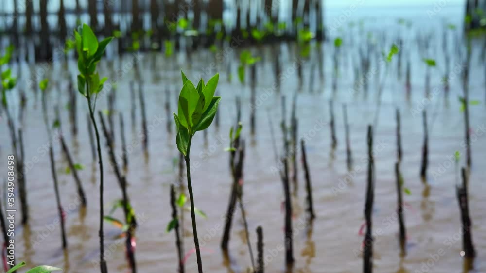 Mangrove forest along the green water of topical rainforest, Trees Roots of tropical mangrove forest in tropical wetland area. Mangrove forest along the green water of topical rainforest, Trees Roots of tropical mangrove forest in tropical wetland area.