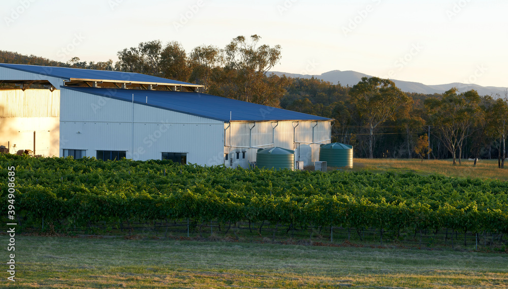 Large Processing Shed in amongst rows of grapevines on Vineyard in early evening Large Processing Shed in amongst rows of grapevines on Vineyard in early evening
