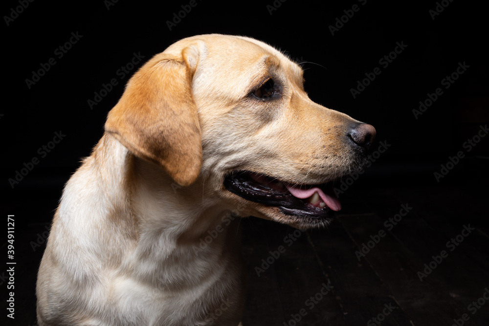 Portrait of a Labrador Retriever dog on an isolated black background.