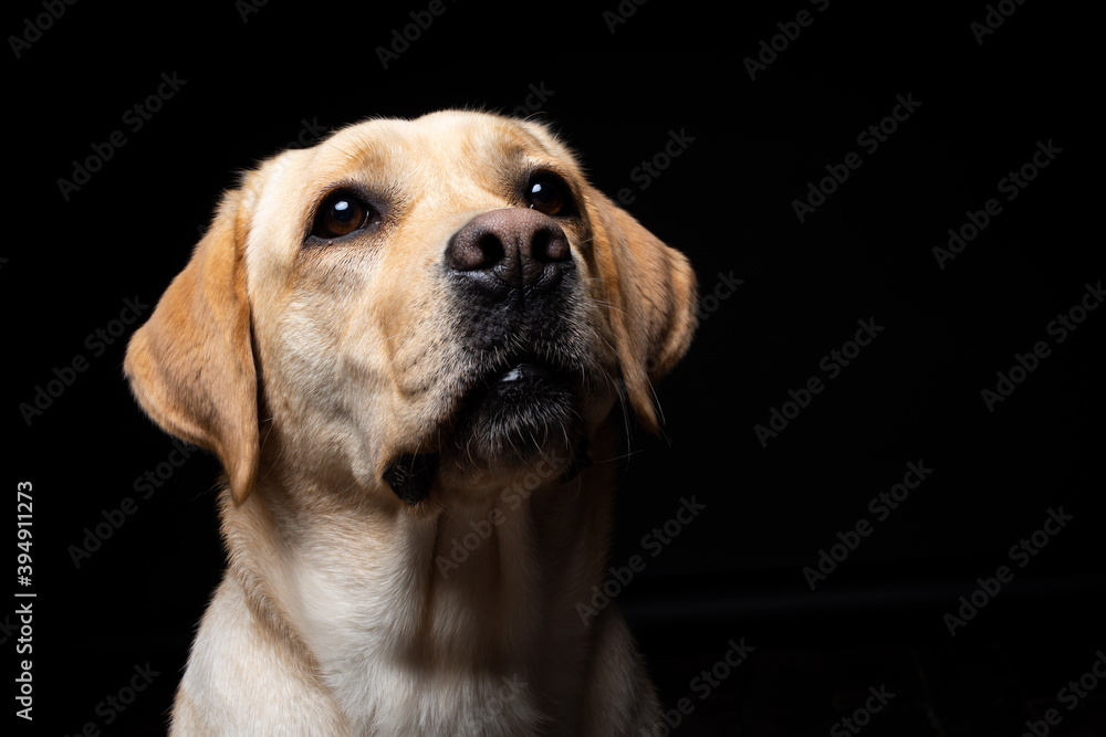 Portrait of a Labrador Retriever dog on an isolated black background. Portrait of a Labrador Retriever dog on an isolated black background.