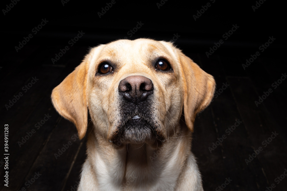 Portrait of a Labrador Retriever dog on an isolated black background. Portrait of a Labrador Retriever dog on an isolated black background.