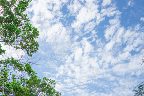 Upward view of fluffy white clouds on sky  evergreen leaf trees on frame