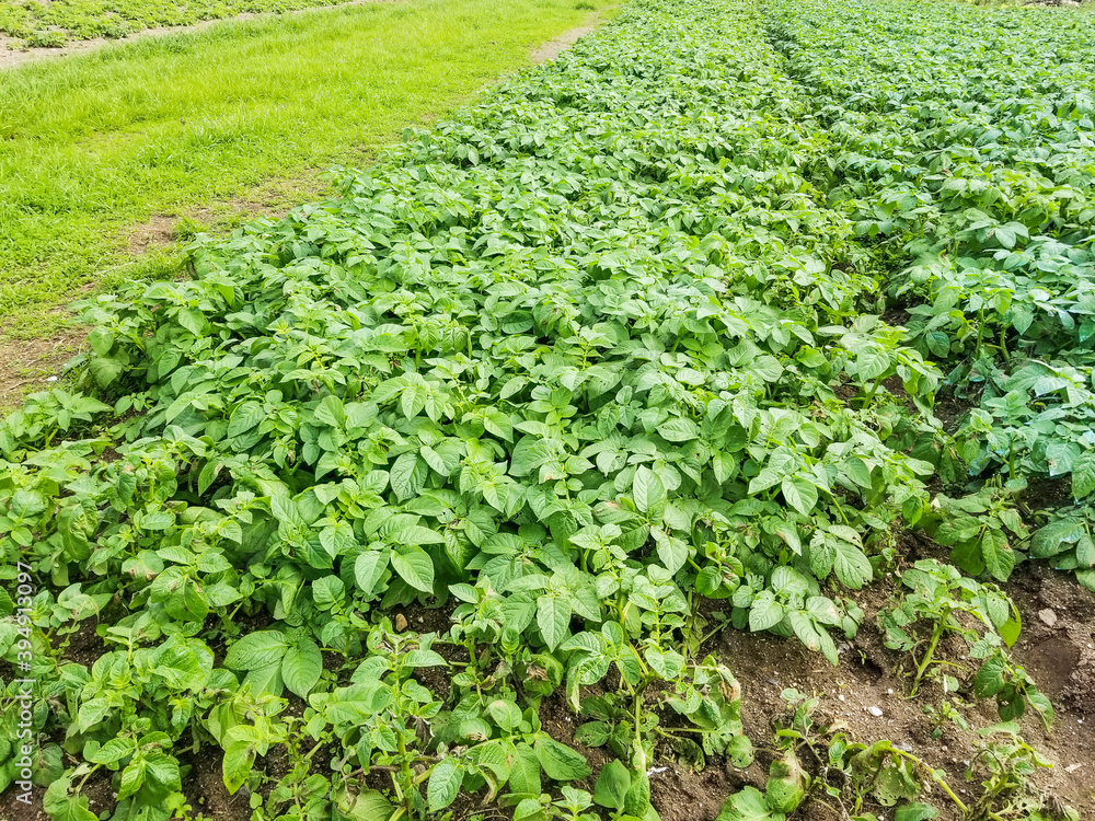 Potatoes farm Potatoes farm