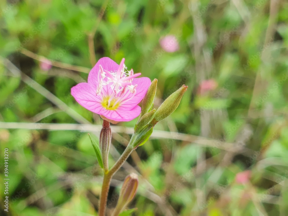 Flower of pink or rose evening primrose plant Flower of pink or rose evening primrose plant