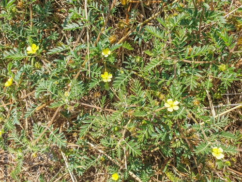 Foto Goat's-head or caltrop plant