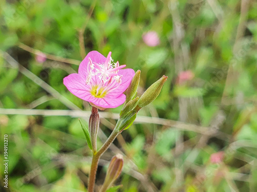 Flower of pink or rose evening primrose plant