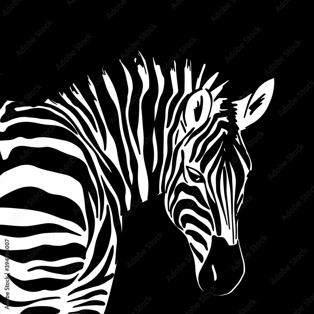 Graphical portrait of zebra isolated on white background, vector illustration for printing. Striped black and white. Graphical portrait of zebra isolated on white background, vector illustration for printing. Striped black and white.