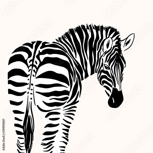 Graphical portrait of zebra isolated on white background, vector illustration for printing. Striped black and white.