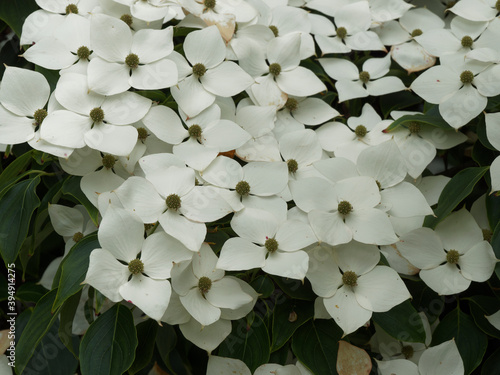 (Cornus kousa ou nuttallii) Gros plan sur grappes de grandes fleurs à bractées blanc-crème du Cornouiller kousa 'Venus' ou cornouiller de Nuttall photo