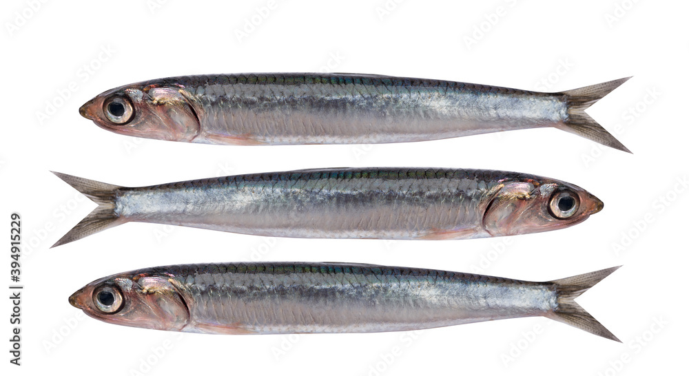 Fresh anchovy fish isolated in white background Fresh anchovy fish isolated in white background