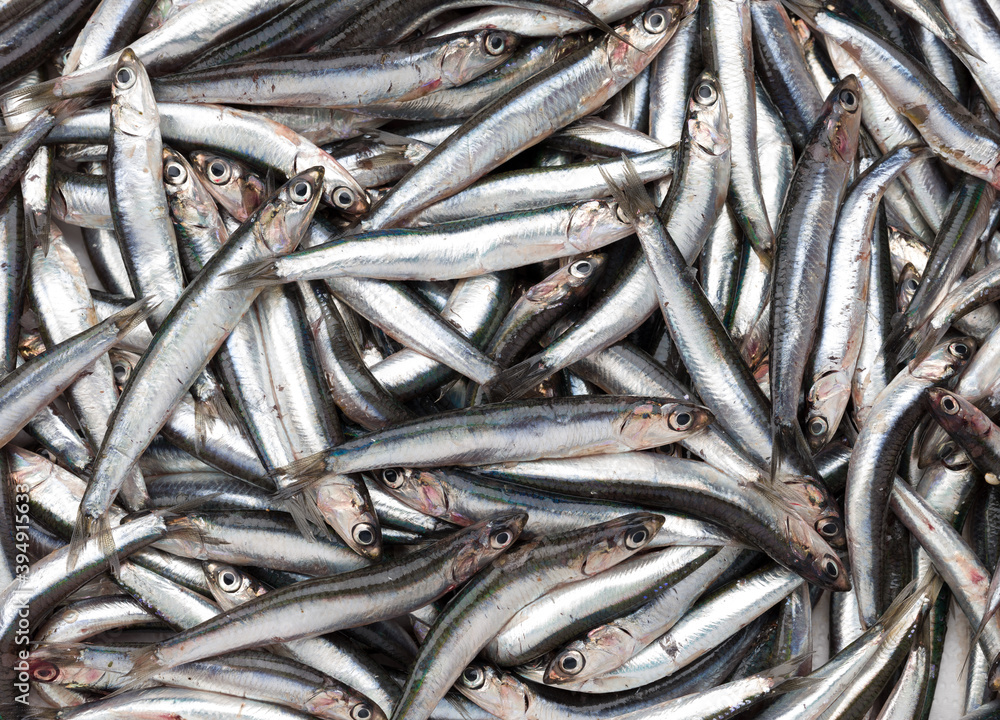 Raw anchovy fish close up Raw anchovy fish close up