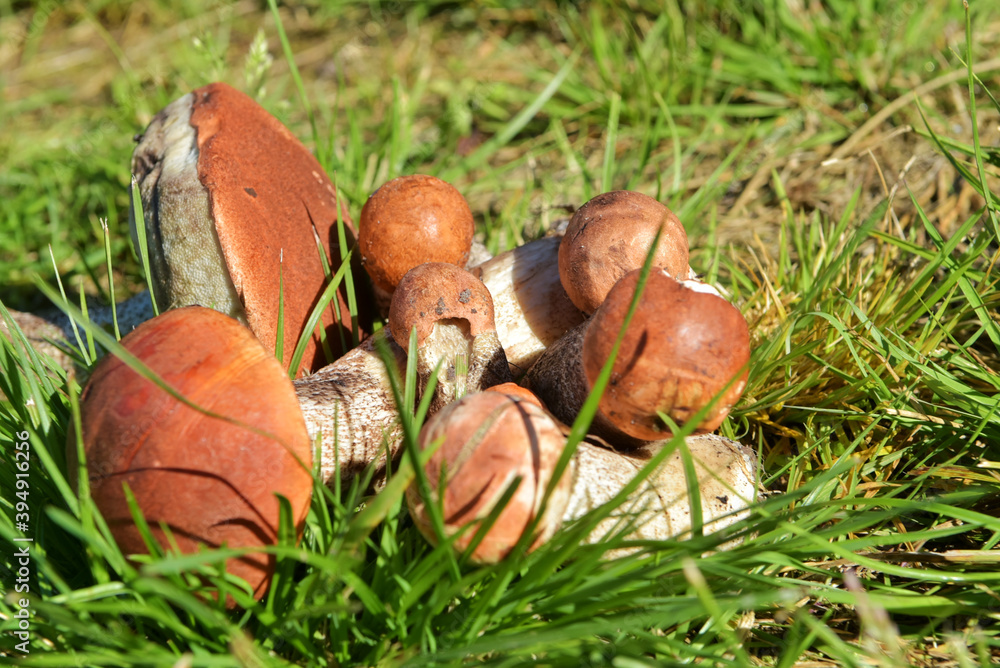 Edible mushroom with an orange cap, collected in the forest. Leccinum aurantiacum collecting mushrooms in the forest. Edible mushrooms in the Northern forests of Europe and Russia. Edible mushroom with an orange cap, collected in the forest. Leccinum aurantiacum collecting mushrooms in the forest. Edible mushrooms in the Northern forests of Europe and Russia.