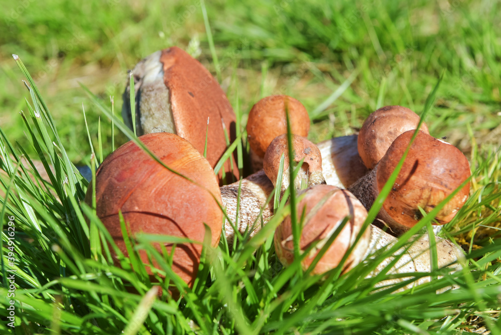 Edible mushroom with an orange cap, collected in the forest. Leccinum aurantiacum collecting mushrooms in the forest. Edible mushrooms in the Northern forests of Europe and Russia. Edible mushroom with an orange cap, collected in the forest. Leccinum aurantiacum collecting mushrooms in the forest. Edible mushrooms in the Northern forests of Europe and Russia.