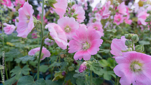 Pink petal of Hollyhocks known as Alcea, flowering plant in mallow family Malvaceae