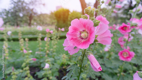 Pink petal of Hollyhocks known as Alcea, flowering plant in mallow family Malvaceae photo