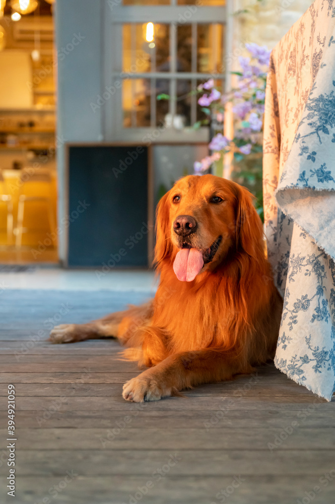 Golden Retriever lying on the floor and smiling