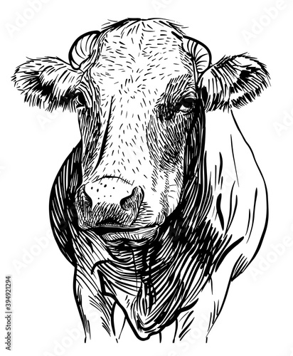 Cows head. Hand drawn in a sketch style black and white Vector illustration