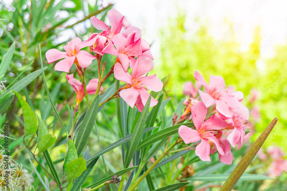 Bouquet pink petals of Sweet Oleander or Rose Bay, blooming on green leaf Bouquet pink petals of Sweet Oleander or Rose Bay, blooming on green leaf