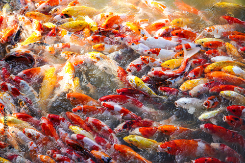 Koi swimming in a water garden,Colorful koi fish,Detail of colorful japanese carp fish swimming in pond 