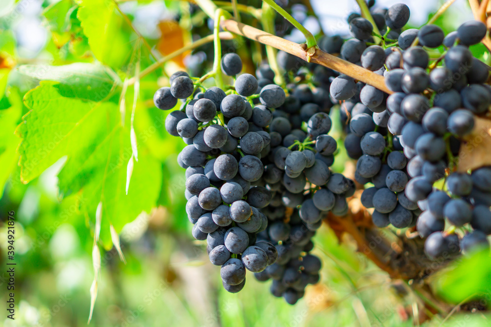 custom made wallpaper toronto digitalBunches of black ripe grape on green leaf planting in organic vineyard farm