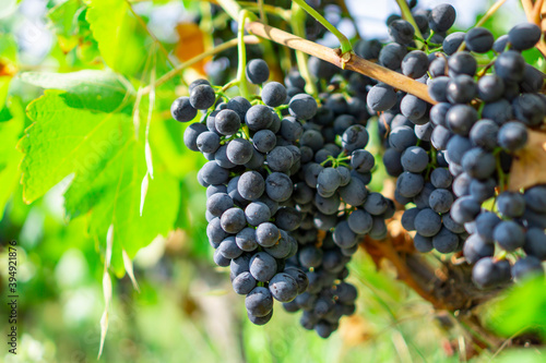 Wallpaper Mural Bunches of black ripe grape on green leaf planting in organic vineyard farm  Torontodigital.ca