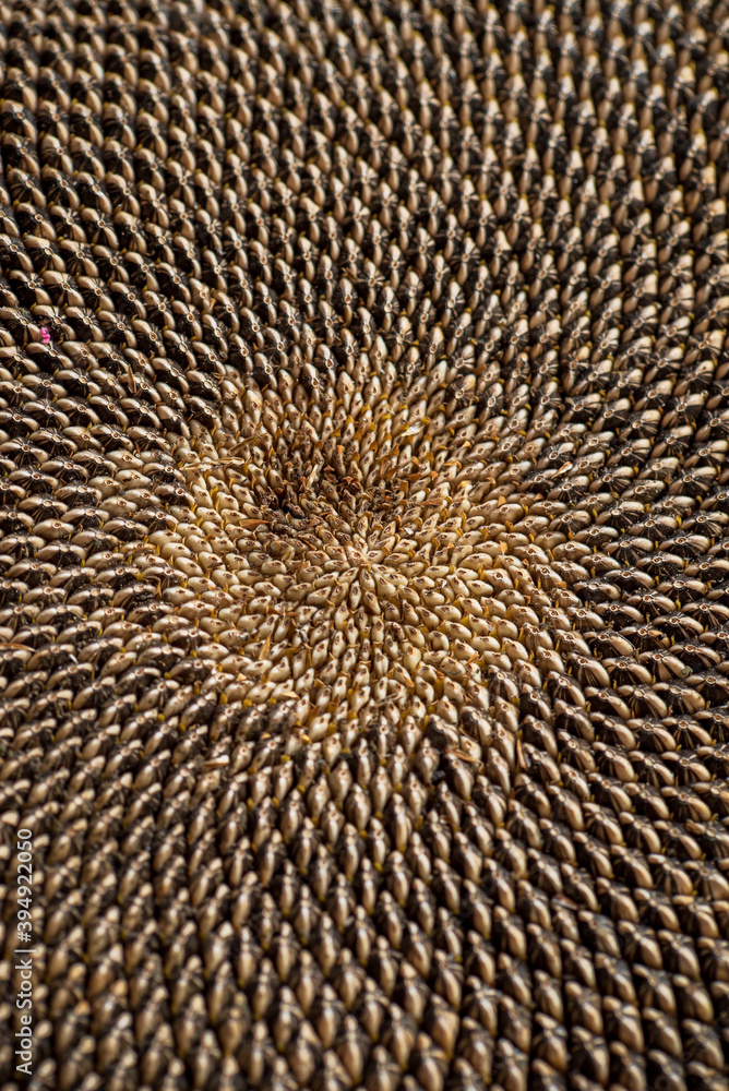 sunflower seeds background, nature texture sunflower seeds background, nature texture