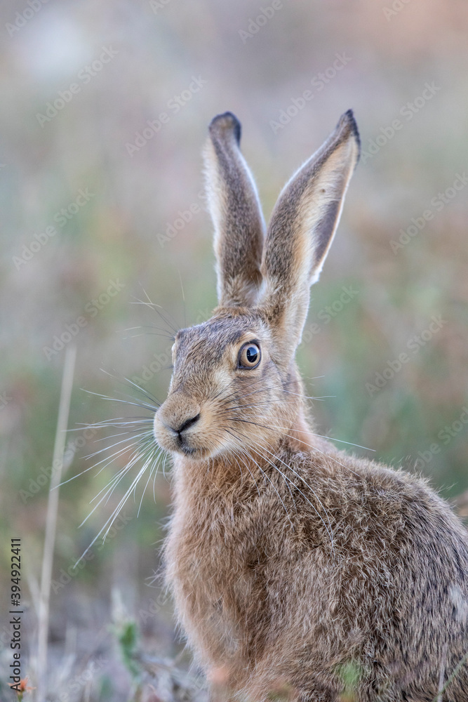 Fototapeta premium Lièvre d'Europe