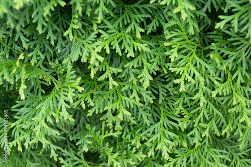 A close-up of a juniper bush. Background with branches of juniper.