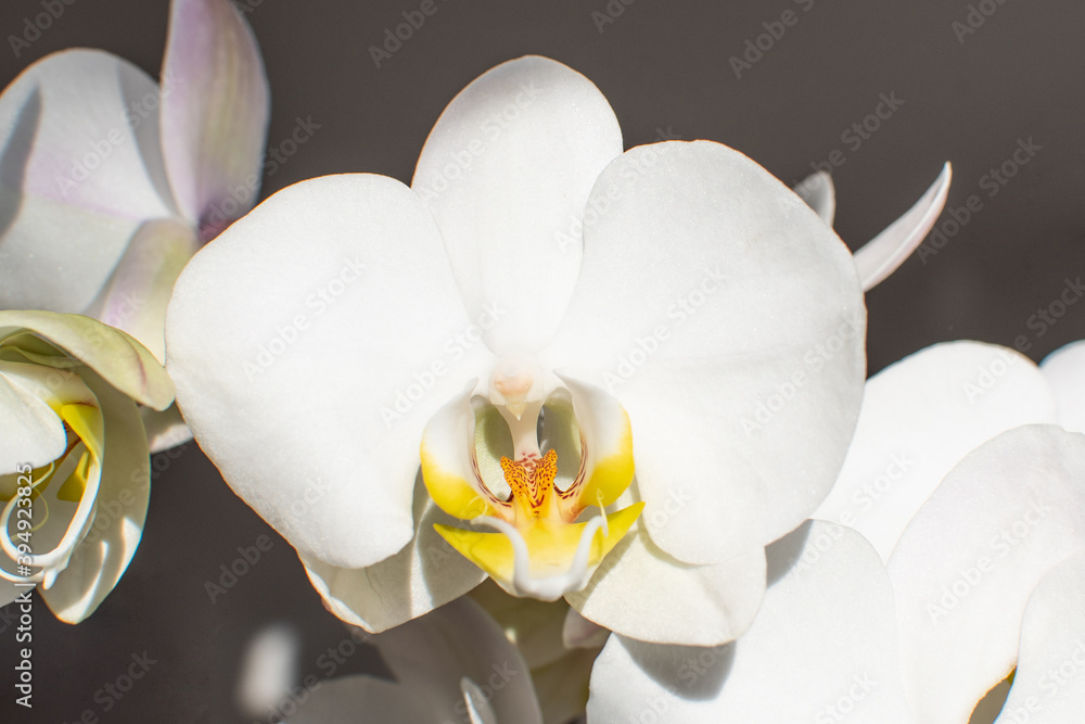 Weiße Orichdeen Blüte mit gelb Weiße Orichdeen Blüte mit gelb