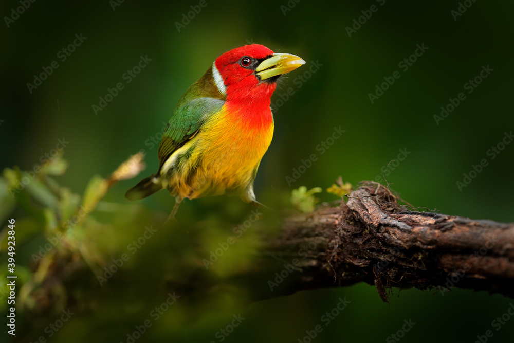 Tropic barbet in forest. Red-headed Barbet, Vera Blanca, Costa Rica, exotic grey and red mountain bird, Wildlife scene from nature. Birdwatching in South America. Beautiful bird from tropical jungle. Tropic barbet in forest. Red-headed Barbet, Vera Blanca, Costa Rica, exotic grey and red mountain bird, Wildlife scene from nature. Birdwatching in South America. Beautiful bird from tropical jungle.