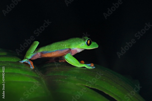Agalychnis annae, Golden-eyed Tree Frog, green and blue frog on leave, Costa Rica. Wildlife scene from tropical jungle. Forest amphibian in nature habitat. Dark background. Night photography. © ondrejprosicky