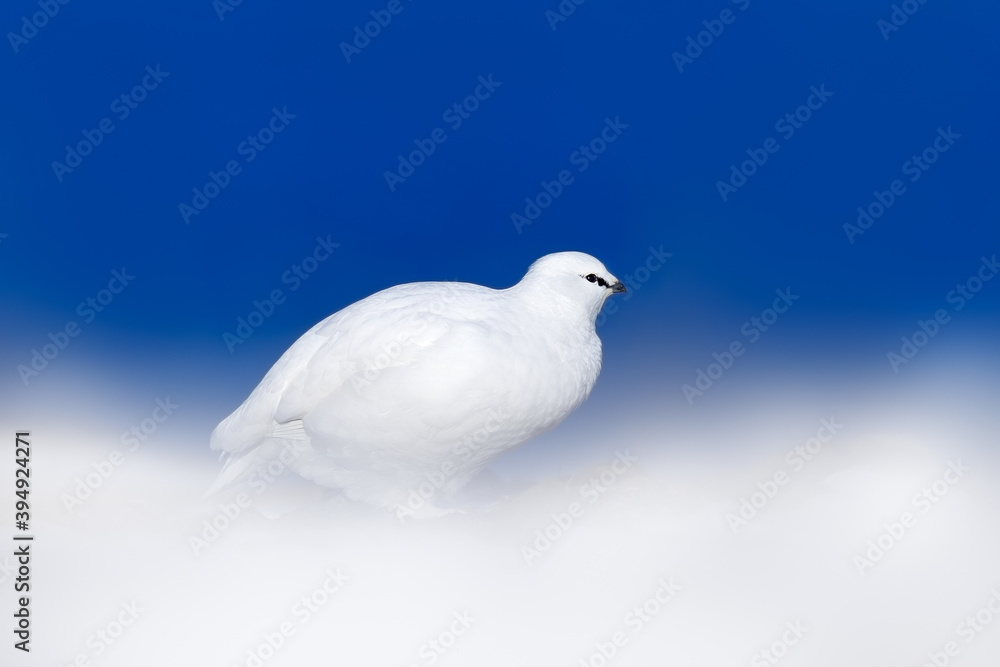 Ptarmigan, blue sky. White Rock Ptarmigan, Lagopus mutus, white bird sitting in the snow, Norway. Cold winter, north of Europe. Wildlife scene in snow. White bird hidden in white habitat. Ptarmigan, blue sky. White Rock Ptarmigan, Lagopus mutus, white bird sitting in the snow, Norway. Cold winter, north of Europe. Wildlife scene in snow. White bird hidden in white habitat.
