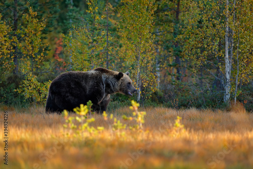 Wildlife scene from Finland near Russian border. Autumn forest with brown bear walking around lake with autumn colours. Dangerous animal in nature forest and meadow habitat.