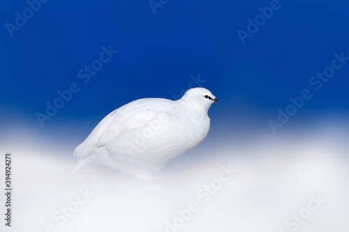 Ptarmigan, blue sky. White Rock Ptarmigan, Lagopus mutus, white bird sitting in the snow, Norway. Cold winter, north of Europe. Wildlife scene in snow. White bird hidden in white habitat.