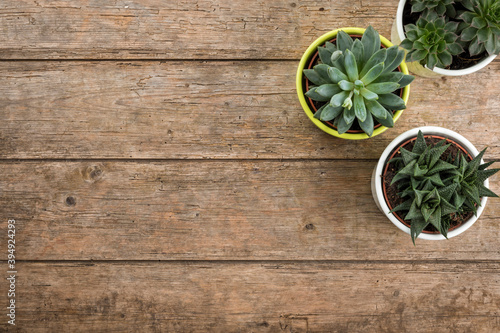 Fototapeta Naklejka Na Ścianę i Meble -  Three potted succulent plants on wooden background, top view with copy space