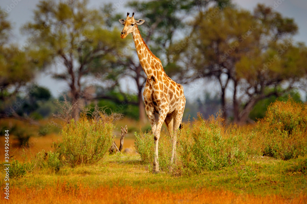 Obraz premium Giraffe in forest with big trees, evening light, sunset. Idyllic giraffe silhouette with evening orange sunset, Pilanesberg NP, South Africa. Hidden portrait of giraffe.