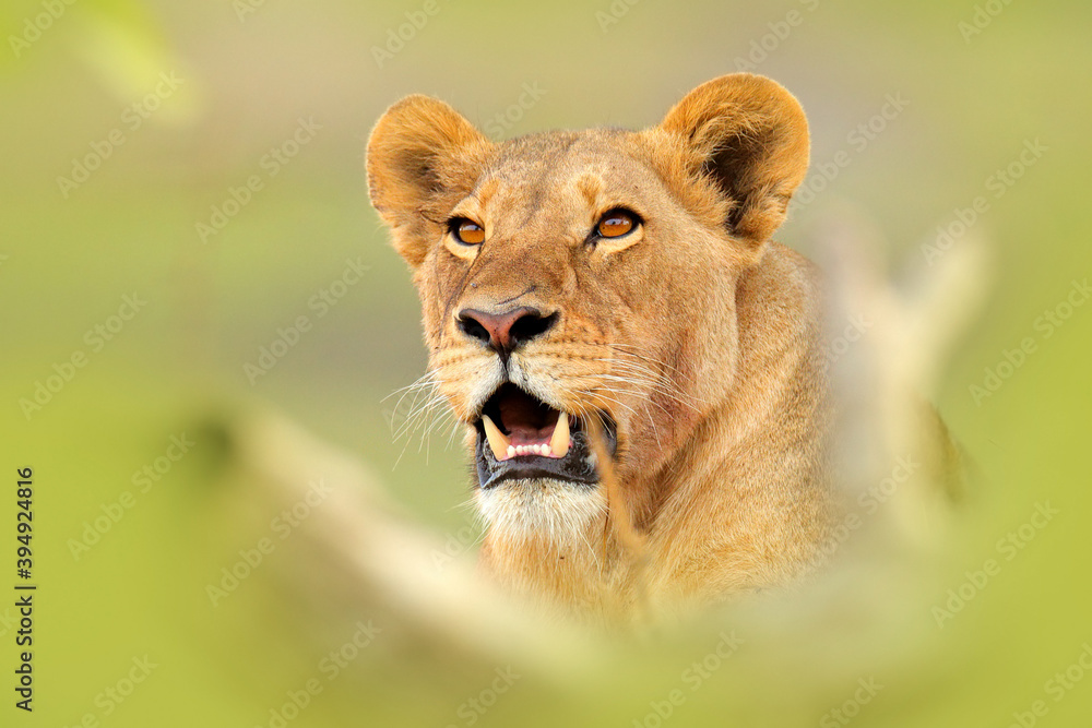 Lion kill buffalo, bloody detail from nature, Okavango delta, Botswana in Africa. Big African cat with catch carcass and flies on the meat. Face portrait with kill, wildlife scene from nature. Lion kill buffalo, bloody detail from nature, Okavango delta, Botswana in Africa. Big African cat with catch carcass and flies on the meat. Face portrait with kill, wildlife scene from nature.