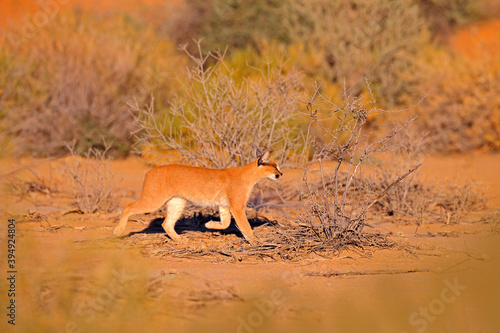 Caracal, African lynx, in red sand desert. Beautiful wild cat in nature habitat, Kgalagadi, Botswana, South Africa. Animal face to face walking on gravel, Felis caracal. Wildlife scene from nature. © ondrejprosicky