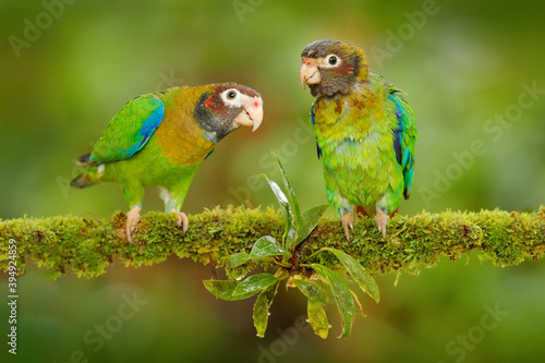 Costa Rica wildlife, two parrots. Brown-hooded Parrot, Pionopsitta haematotis, portrait of light green parrot with brown head. photo
