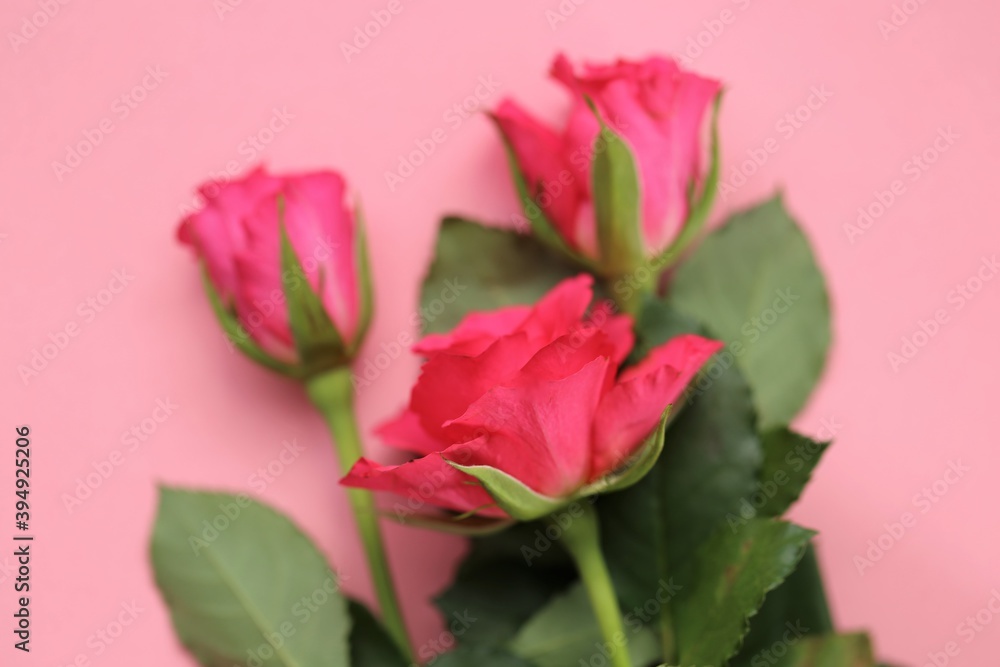 Pink roses on a light pink background.Floral delicate beautiful background with roses. Blank floral card.copy space