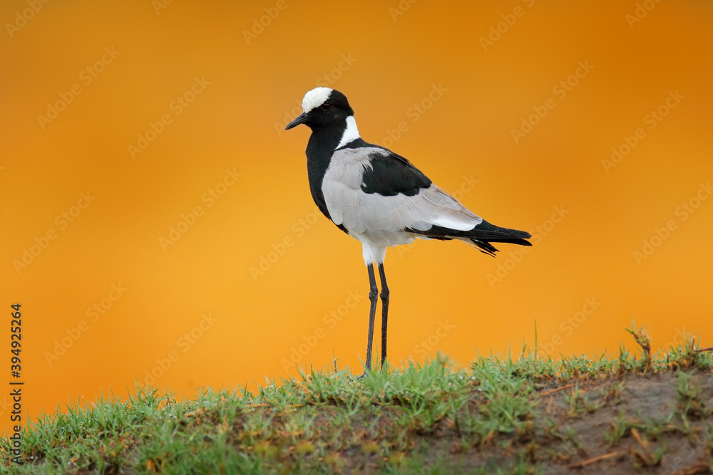 Blacksmith lapwing or blacksmith plover, Vanellus armatus, bird in green grass, Moremi, Okavango delta, Botswana. Wildlife scene from nature. Grey white lapwing with red black bill. Blacksmith lapwing or blacksmith plover, Vanellus armatus, bird in green grass, Moremi, Okavango delta, Botswana. Wildlife scene from nature. Grey white lapwing with red black bill.