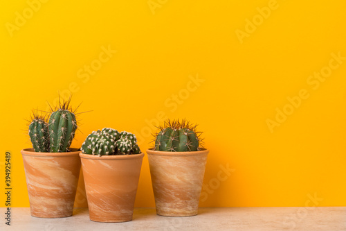 Three potted cactus plants on a shelf with copy space on vibrant yellow background