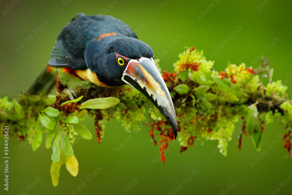 Fototapeta premium Collared Aracari, Small toucan Pteroglossus torquatus, bird with big bill. Toucan sitting on the branch in the forest, Boca Tapada, Costa Rica. Nature travel in central America.
