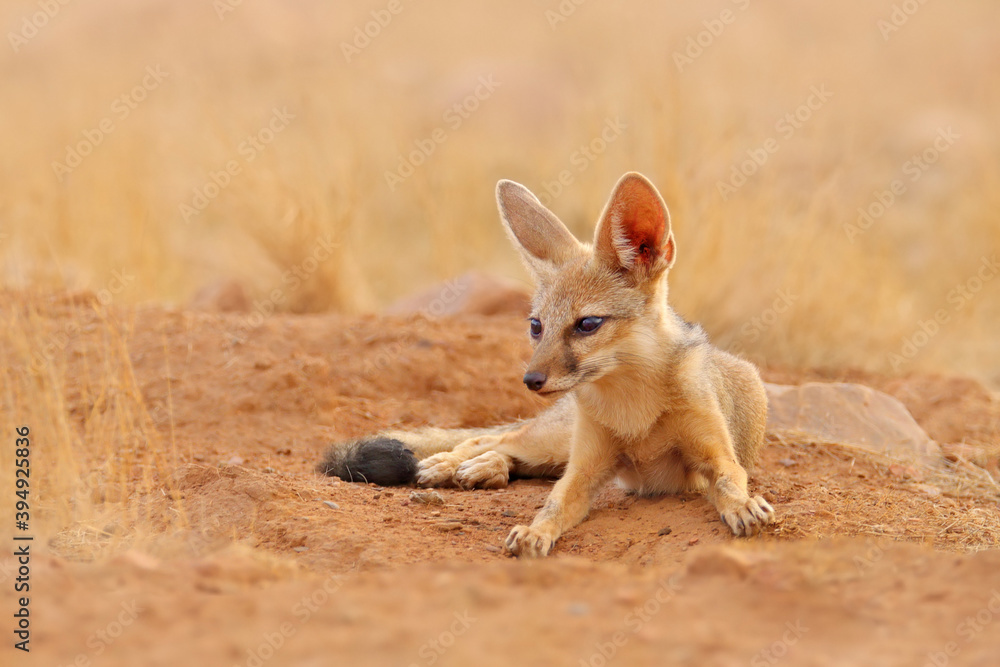 Indian Fox, Vulpes bengalensis, Ranthambore National Park, India. Wild  animal in nature habitat. Fox near nesting ground hole. Wild dog with big  ears. Dry season in India. Stock Photo | Adobe Stock