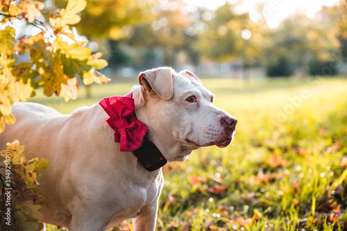 Adorable cute crossed breed mix mutt dog in autumn season in a park. Adult dog with pink bow on a collar.