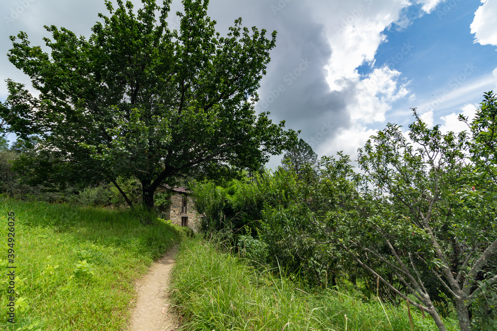 tree in a field