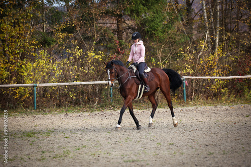 Horse with rider during training in autumn on the riding arena, while sitting out at a trot with raised left leg..
