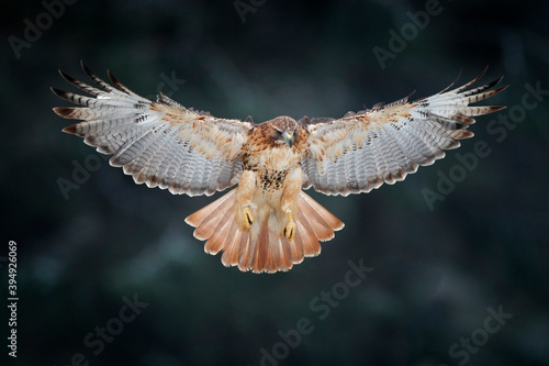 Canvas-taulu Flying bird of prey above the field meadow, Red-tailed hawk, Buteo jamaicensis, landing in the forest