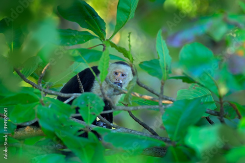 Monkey catch dove bird, feeding scene. White-headed Capuchin, black monkey sitting on tree branch in the dark tropical forest. Wildlife of Costa Rica. Travel holiday in Central America.