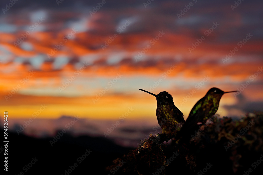 Fototapeta premium Hummingbird orange sunset. Bird in evening sunset with Talamanca admirable hummingbird, Eugenes spectabilis, portrait of beautiful bird with evening light. Tapantí NP, Costa Rica